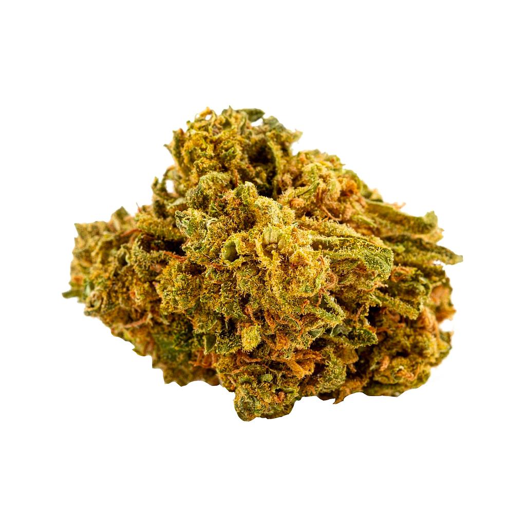 Great White Shark green house 15%