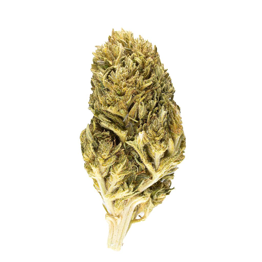 Special green house 11%