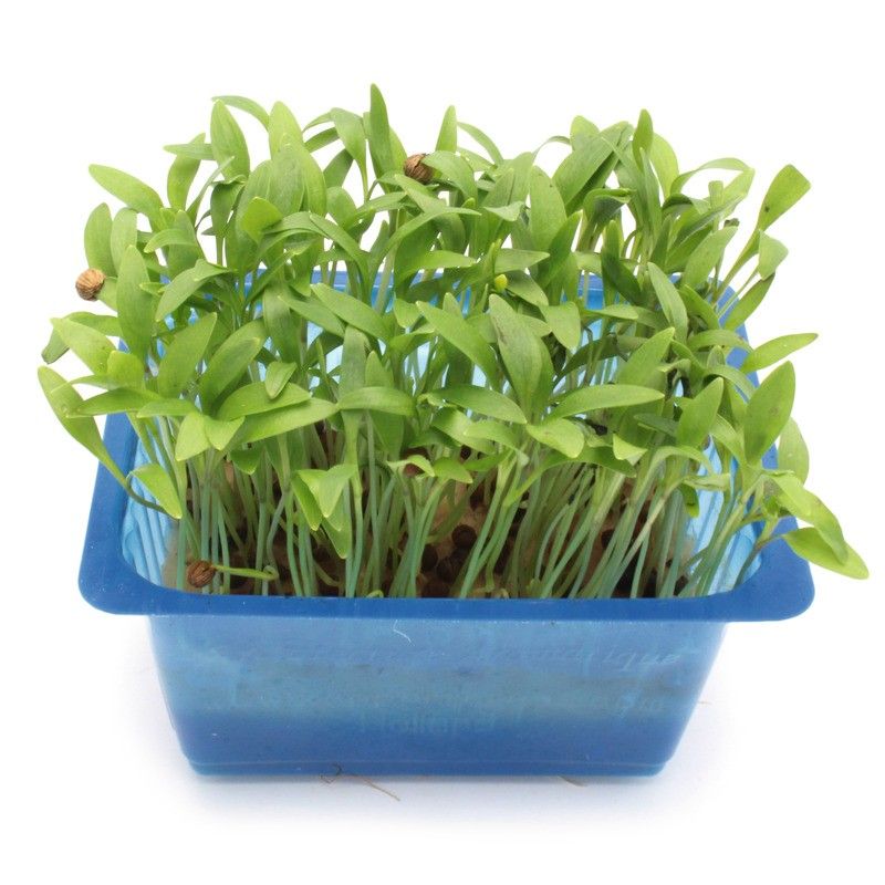 Ghoa cress (coriandre) - 25g