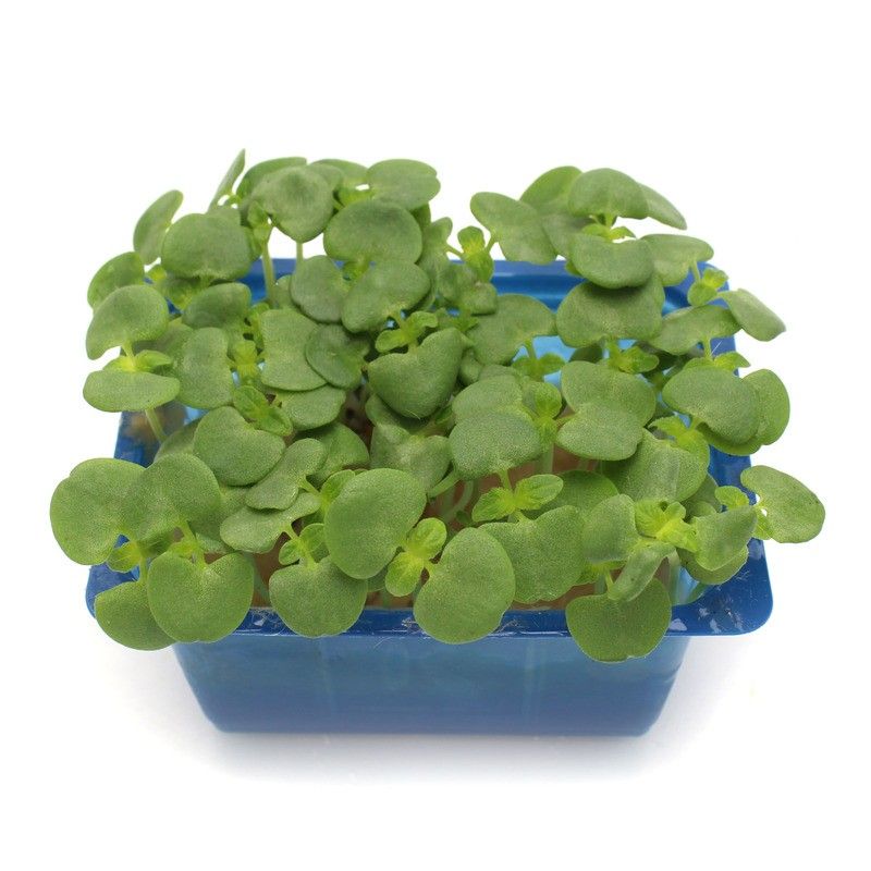 Shiso vert petites feuilles - 100g