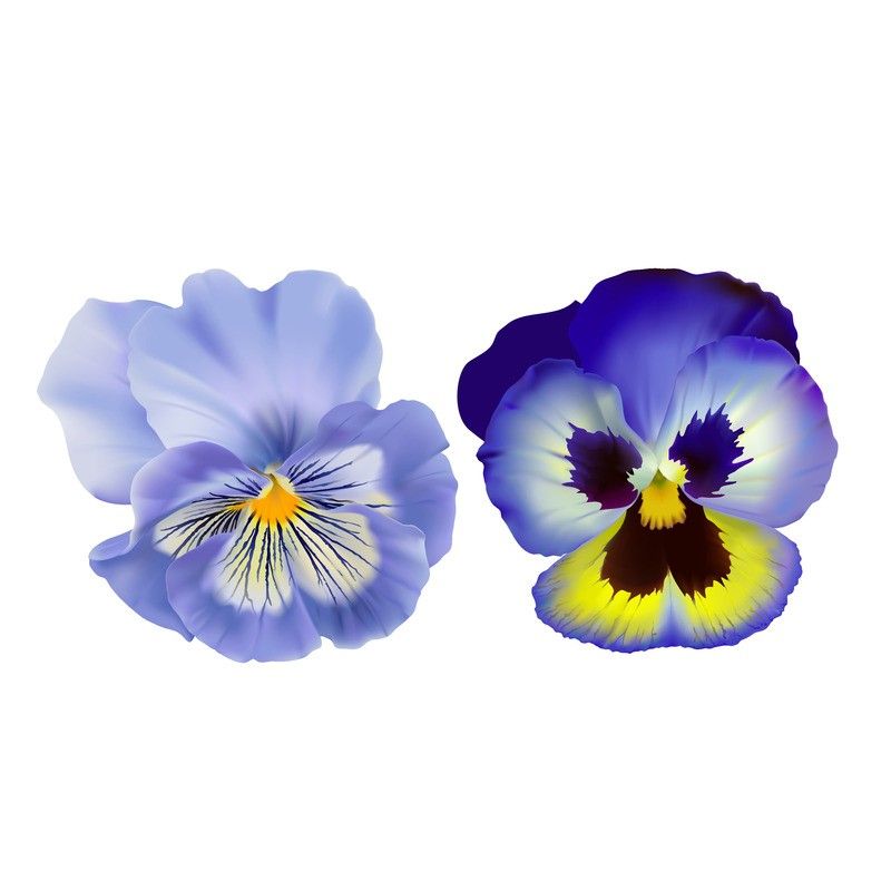 Fleur de pensée bleu extra origine France - 10g