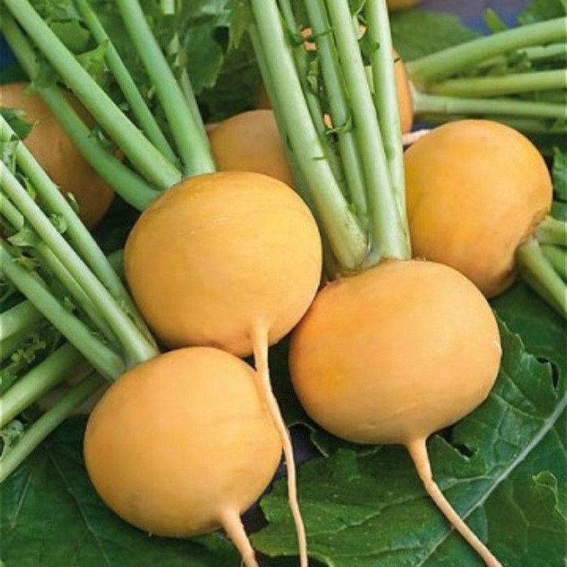 Navet boule dor - 1kg